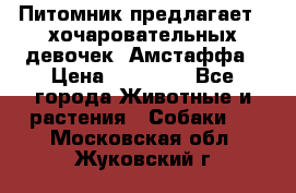 Питомник предлагает 2-хочаровательных девочек  Амстаффа › Цена ­ 25 000 - Все города Животные и растения » Собаки   . Московская обл.,Жуковский г.